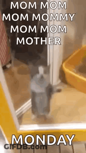 A Cat Is Standing In Front Of A Mirror With A Caption That Says `` Mom Mom Mom Mommy Mom Mom Mother Monday '' . GIF