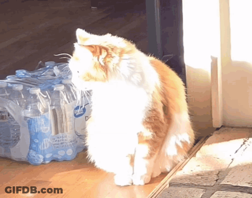 A Cat Is Standing In Front Of A Stack Of Bottles Of Sprite GIF