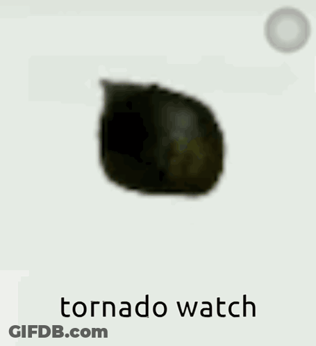A Cat Is Standing In Front Of A White Background With The Words Tornado Watch Written Below It . GIF