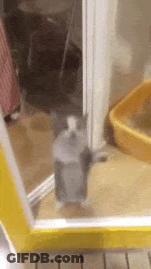 A Cat Is Standing In Front Of A Yellow Door Next To A Yellow Litter Box . GIF