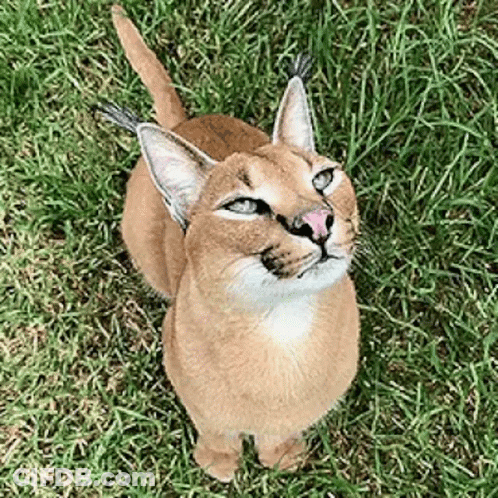 A Cat Is Standing In The Grass And Looking Up . GIF