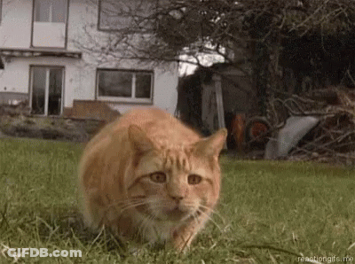 A Cat Is Standing In The Grass In Front Of A House . GIF