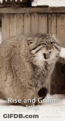 A Cat Is Standing In The Snow With Its Mouth Open And The Words Rise And Grind Wlp Oub On The Bottom . GIF