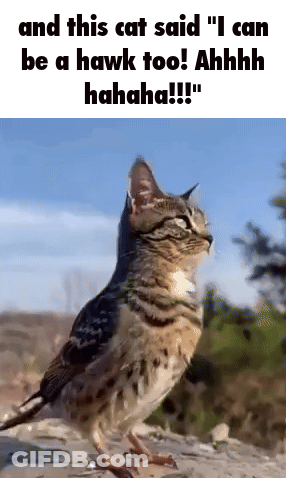A Cat Is Standing Next To A Bird That Looks Like A Hawk GIF