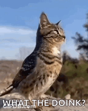 A Cat Is Standing Next To A Bird With The Words `` What The Doink '' Written On It . GIF