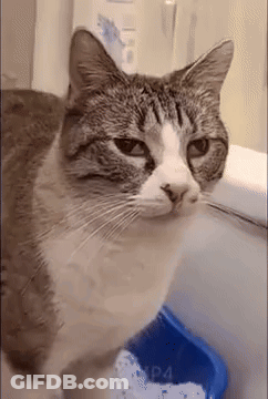 A Cat Is Standing Next To A Blue Litter Box GIF