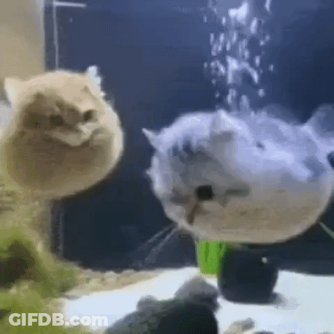 A Cat Is Standing Next To A Fish In A Fish Tank . GIF
