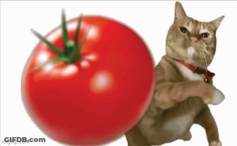 A Cat Is Standing Next To A Large Tomato With Imgflip.com At The Bottom GIF