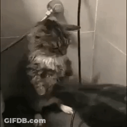 A Cat Is Standing Next To A Mouse In A Shower . GIF