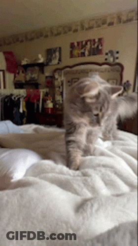 A Cat Is Standing On A Bed In A Room GIF