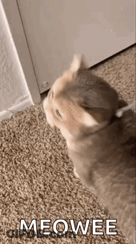 A Cat Is Standing On A Carpet Next To A Door And Looking At The Camera . GIF