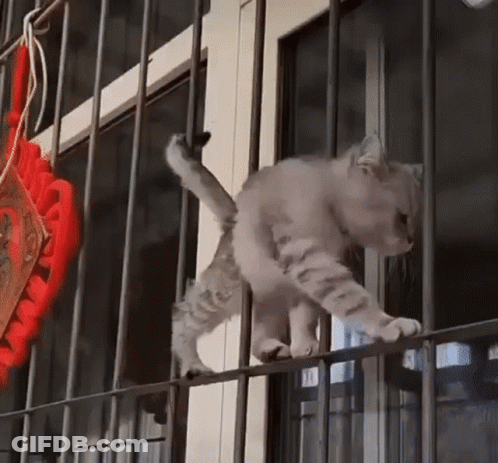 A Cat Is Standing On A Metal Railing Next To A Window . GIF