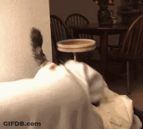 A Cat Is Standing On A Table With A Bowl On It GIF