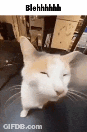 A Cat Is Standing On A Table With Its Eyes Closed And A Caption That Says Blehhhh . GIF