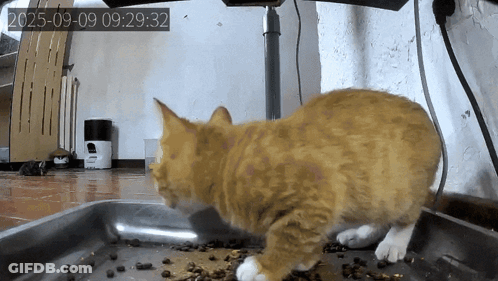 A Cat Is Standing On A Tray Of Food With A Time Stamp Of 2025-09-09 GIF