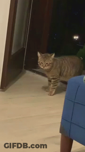 A Cat Is Standing On A Wooden Floor In Front Of A Blue Chair GIF