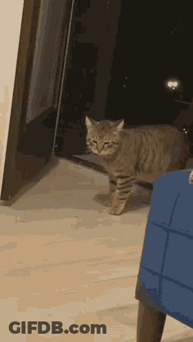 A Cat Is Standing On A Wooden Floor Next To A Blue Chair GIF