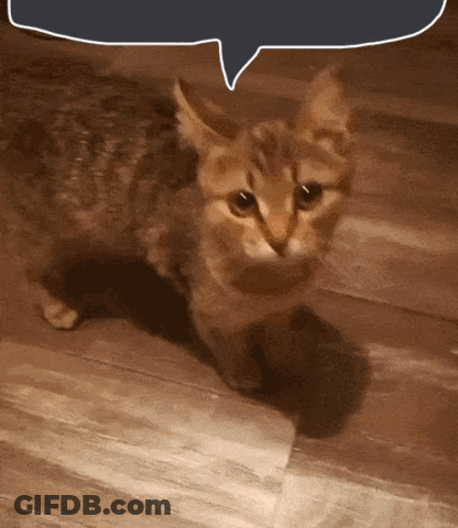 Cat Standing On Wooden Floor With Speech Bubble GIF
