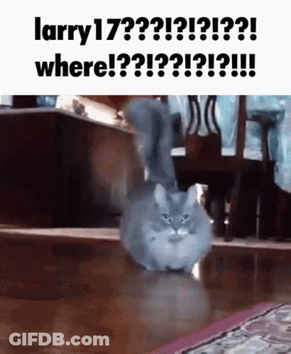 A Cat Is Standing On A Wooden Floor With The Caption Larry 17 Where GIF