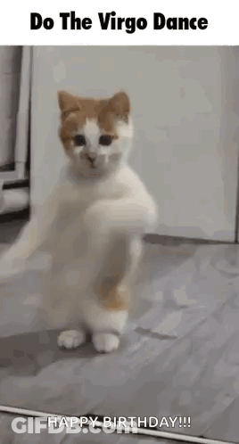 A Cat Is Standing On Its Hind Legs And Dancing In A Room . GIF