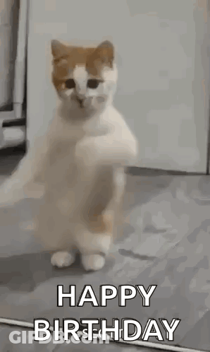 A Cat Is Standing On Its Hind Legs And Dancing With The Words `` Happy Birthday '' Written On It . GIF