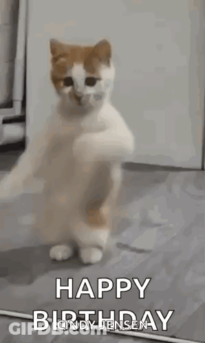 A Cat Is Standing On Its Hind Legs And Dancing With The Words `` Happy Birthday '' . GIF
