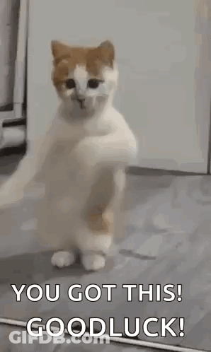 A Cat Is Standing On Its Hind Legs And Dancing With The Words `` You Got This ! Goodluck ! '' GIF