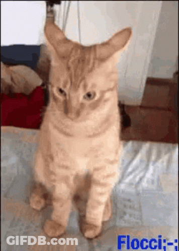 A Cat Is Standing On Its Hind Legs And Looking At The Camera GIF