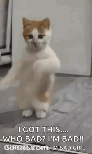 A Cat Is Standing On Its Hind Legs And Looking At The Camera While Dancing . GIF