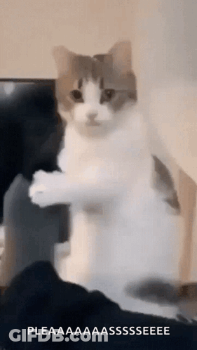 A Cat Is Standing On Its Hind Legs And Looking At The Camera With A Caption That Says Pleaaaaaaassssseeee . GIF