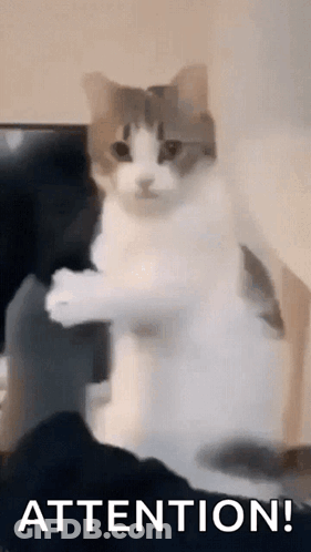 A Cat Is Standing On Its Hind Legs And Looking At The Camera With The Words `` Attention '' Written Below It . GIF