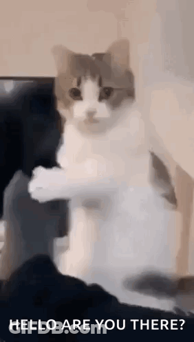 A Cat Is Standing On Its Hind Legs And Looking At The Camera With The Words `` Hello Are You There '' Written Below It . GIF