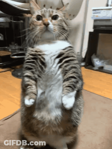 A Cat Is Standing On Its Hind Legs And Looking Up At The Camera GIF