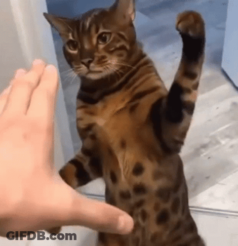 A Cat Is Standing On Its Hind Legs And Reaching Out Towards A Person 'S Hand . GIF