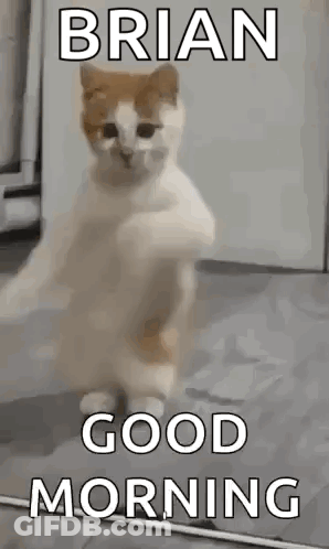 A Cat Is Standing On Its Hind Legs And Says `` Good Morning '' . GIF