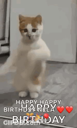 A Cat Is Standing On Its Hind Legs And Says Happy Happy Birthday Nella GIF