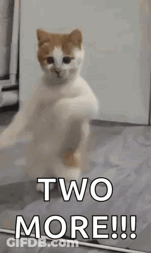 A Cat Is Standing On Its Hind Legs And Says `` Two More !!! '' . GIF