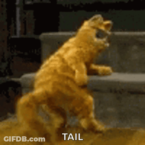A Cat Is Standing On Its Hind Legs And The Word Tail Is Visible Behind It GIF