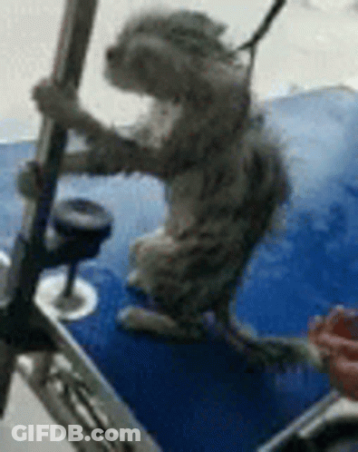 A Cat Is Standing On Its Hind Legs Holding Onto A Pole On A Boat . GIF
