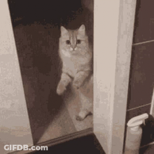 A Cat Is Standing On Its Hind Legs In A Bathroom Doorway . GIF