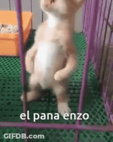 A Cat Is Standing On Its Hind Legs In A Cage With The Words El Pana Enzo Written On The Bottom . GIF