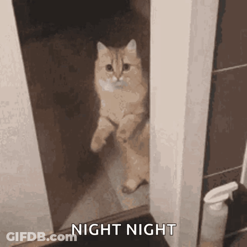 A Cat Is Standing On Its Hind Legs In A Doorway And Looking Out . GIF