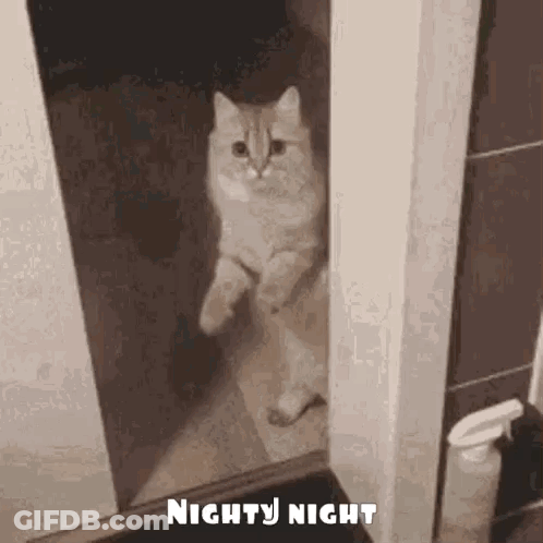 A Cat Is Standing On Its Hind Legs In A Doorway . GIF