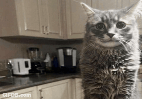 A Cat Is Standing On Its Hind Legs In A Kitchen Looking At The Camera GIF