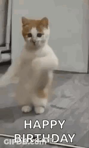 A Cat Is Standing On Its Hind Legs In A Room And Dancing . GIF