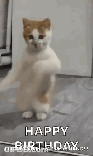A Cat Is Standing On Its Hind Legs In A Room And Dancing . GIF