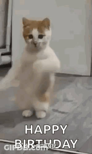 A Cat Is Standing On Its Hind Legs In A Room And Dancing . GIF
