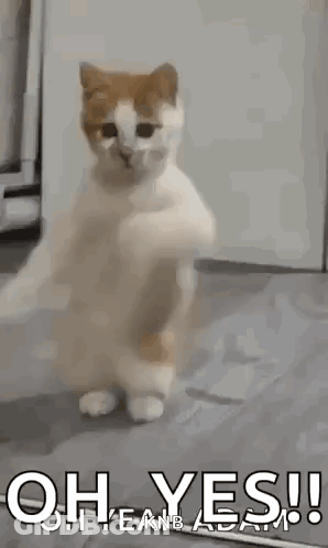 A Cat Is Standing On Its Hind Legs In A Room And Dancing . GIF