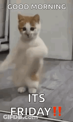 A Cat Is Standing On Its Hind Legs In A Room With The Words `` Good Morning Its Friday '' . GIF
