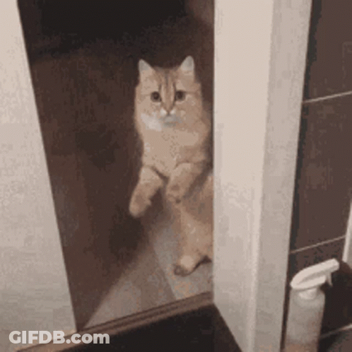 A Cat Is Standing On Its Hind Legs In Front Of A Door . GIF